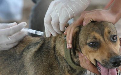 Realizan jornada gratuita de vacunación y desparasitación de mascotas este jueves