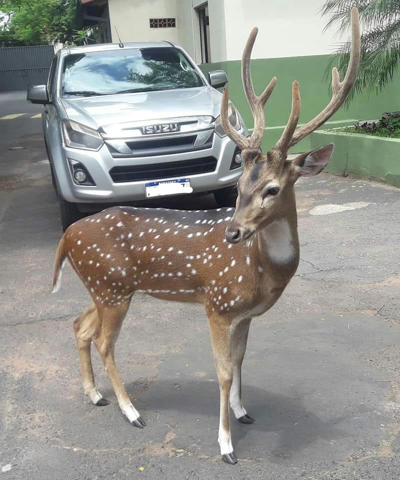 Militar fallece por ataque de un venado en Mburuvicha Róga. Foto: gentileza.