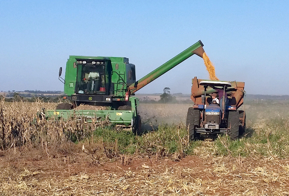 Sector agropecuario en alerta por escasez de lluvia y prolongada sequía. Foto: Agencia IP.