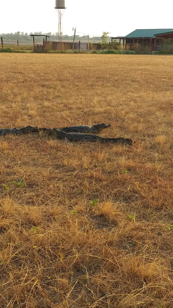 Tragedia ambiental: pumas y yacarés escapan del fuego en Corrientes