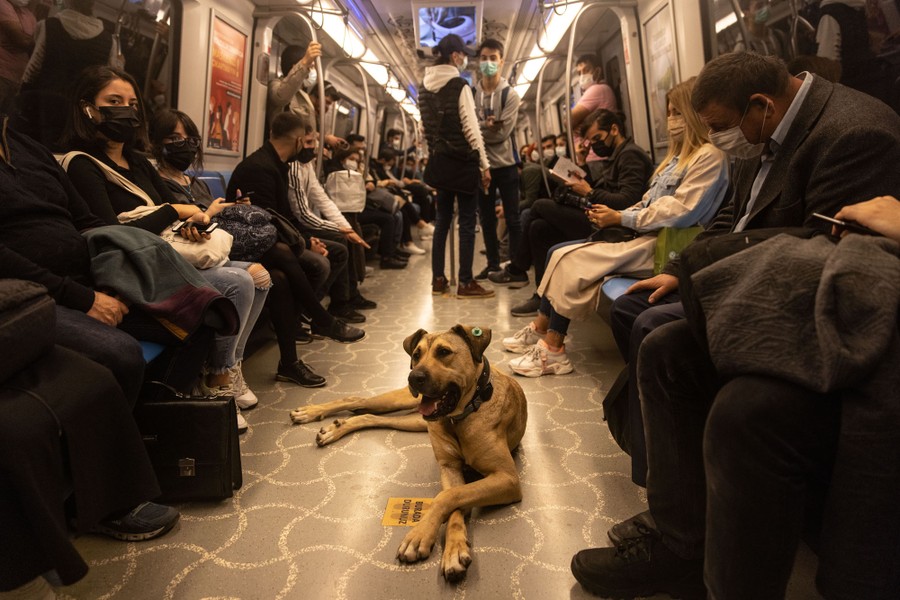 “Boji”, el perro callejero más famoso de Estambul