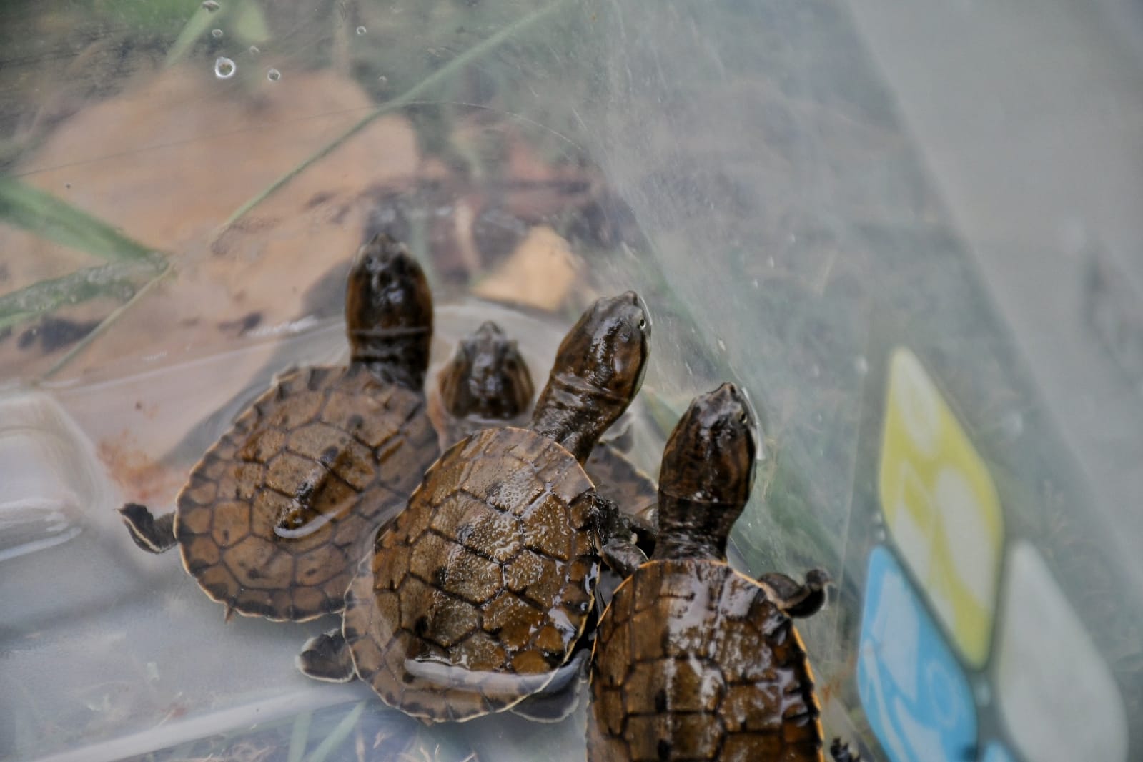 Nacen tortugas de agua en peligro de extinción en Paraguay