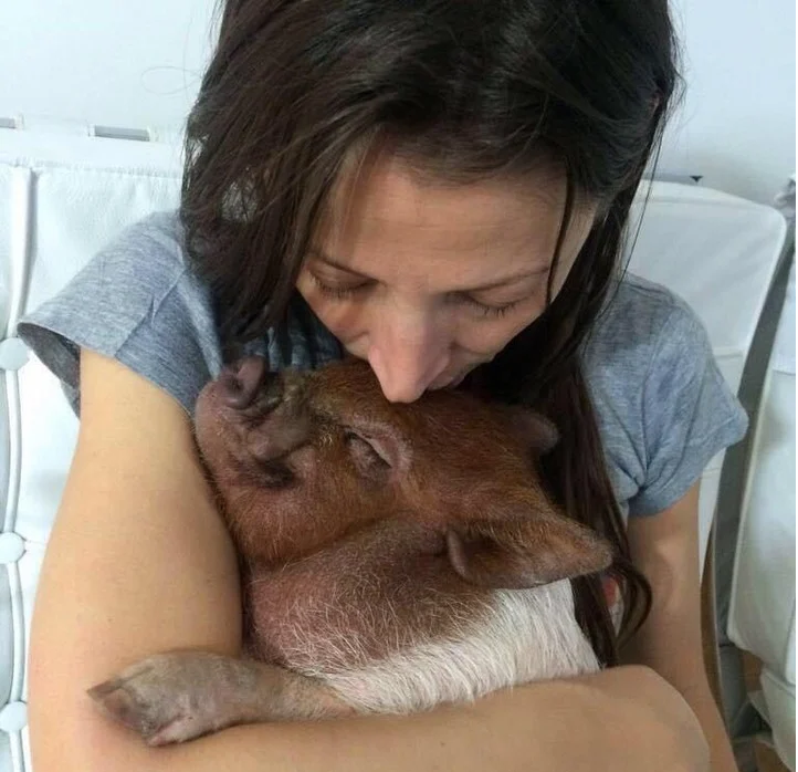 Bondiola, el cerdo mascota que se volvió viral porque lo sacan a pasear por Lanús. Foto: Clarín