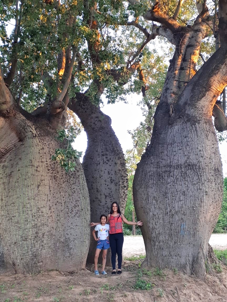 Colosos de la Tierra: más de 200 árboles ya fueron inscriptos. Foto: A Todo Pulmón.