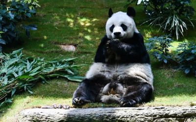 Hong Kong: murió el panda más viejo del mundo en cautividad