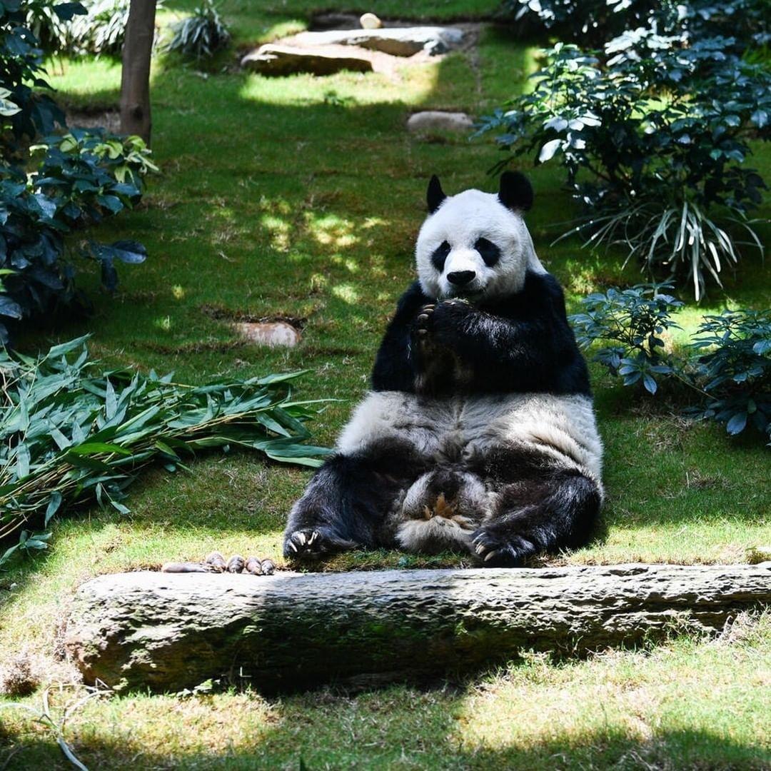 Murió “An An”, el panda más viejo del mundo en cautiverio