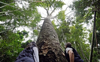 Colosos de la Tierra: Inician expediciones en busca del árbol más grande de Paraguay