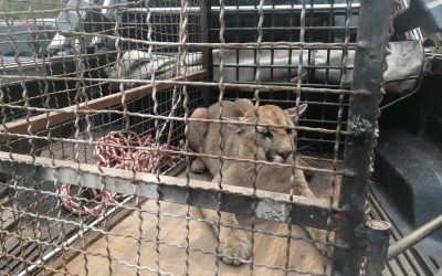Puma rescatado quedará provisoriamente a cargo del Zoológico