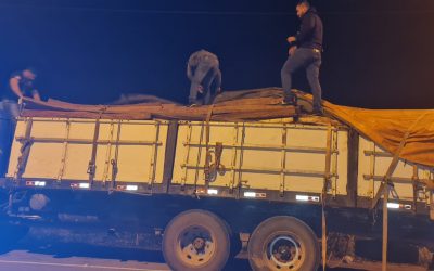 Detienen camión que transportaba casi 2.000 kilos de marihuana entre postes de madera