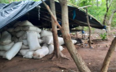 Senad destruye campamentos y ocho toneladas de marihuana en Amambay