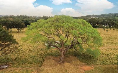 Colosos de la Tierra: Un Timbó de Sanber es el árbol más grande de Paraguay