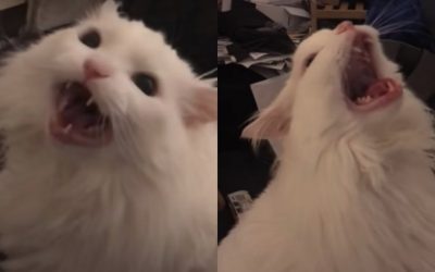 Falleció «Thurston Waffles», el gatito más viral de las redes sociales