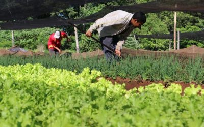 Para mejorar producción agrícola, políticas públicas deben reformularse, afirman