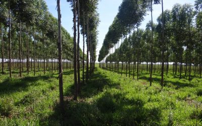Apuestan por la producción forestal sostenible
