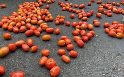 Productores de tomate regresan a la capital para exigir una solución definitiva al contrabando