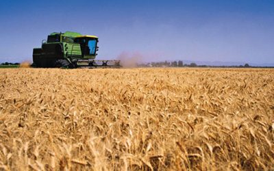 Caída en exportación de trigo llegó al 8%, señalan