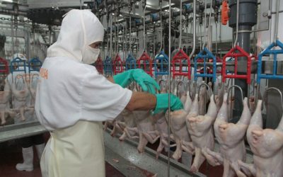 Sector avícola resalta aumento en exportaciones