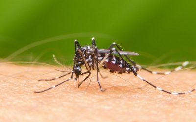 Dengue y chikungunya: Salud alerta sobre aumento de casos
