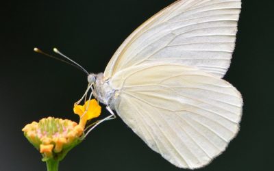 Experto afirma que mariposas blancas no representan ninguna amenaza