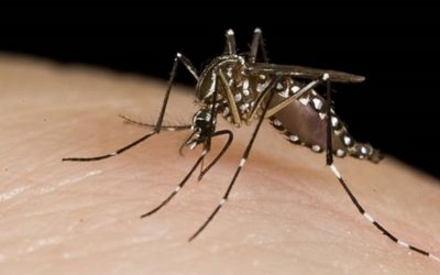 Chikungunya: recomendaciones para tratar las erupciones en la piel