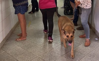 Esperancita, la can que espera por su dueño en el hospital de Cnel. Oviedo